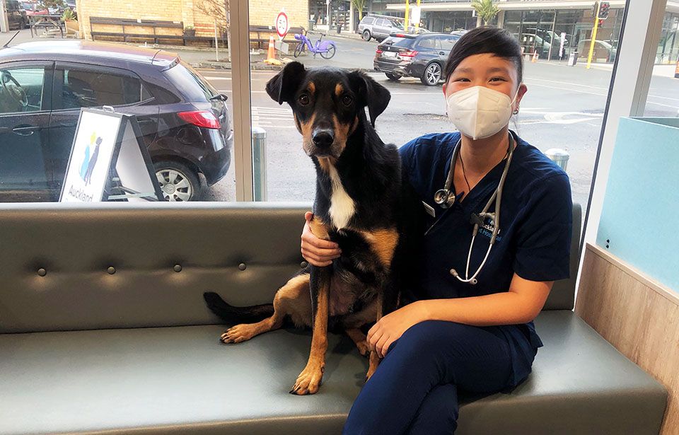Kiwi dog owners warned about kennel cough outbreak