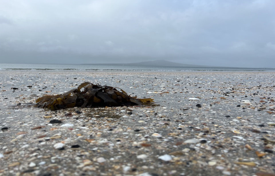 Seaweed washed up on NorthShore beach PHOTO BY: JESSIE JEFFREYS