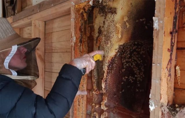 Beekeeper calls for protection of wild hives