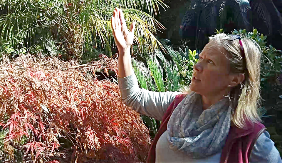 Drought dries up Auckland memorial garden