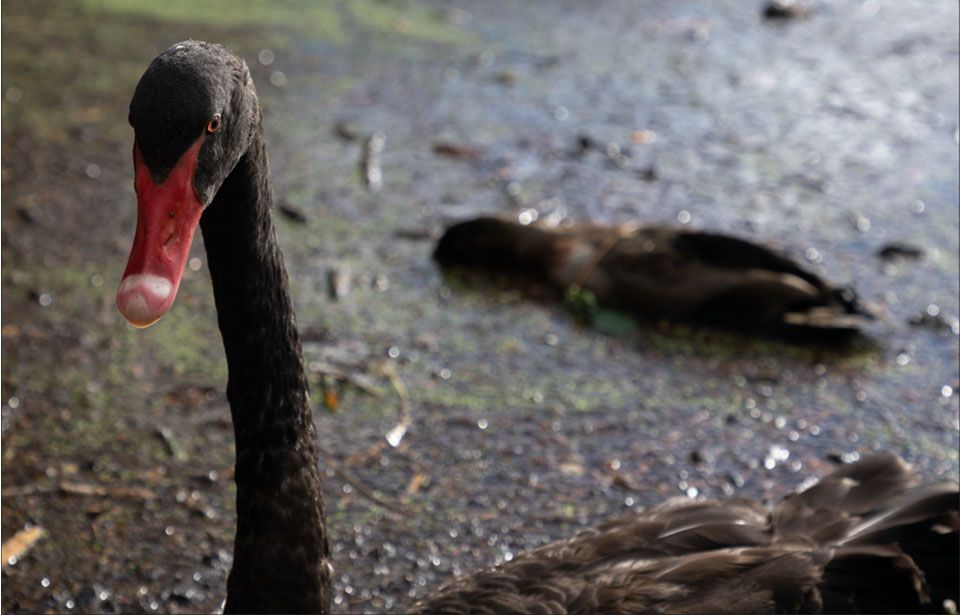Deadly bird disease sweeps through Auckland parks
