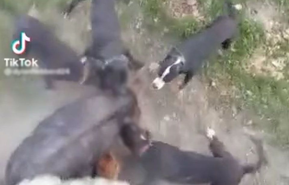 Kickback over video of 'disgusting' Kiwi pig-hunting kill