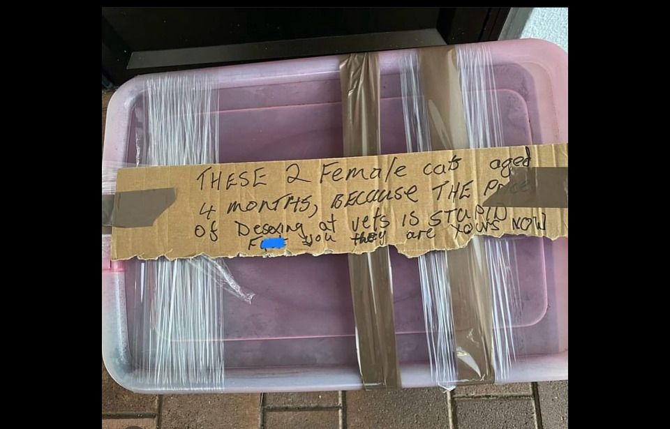 Rude note left with kittens abandoned at vets