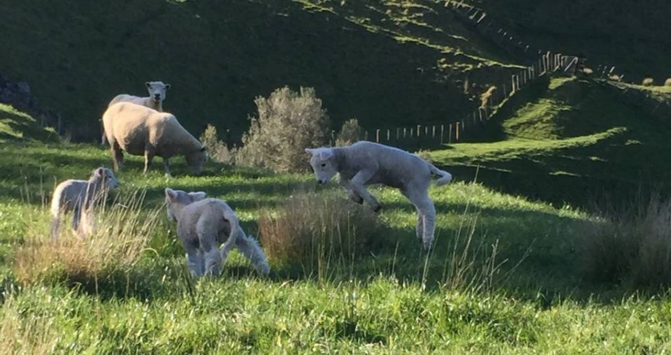 Inside Auckland: Cornwall Park