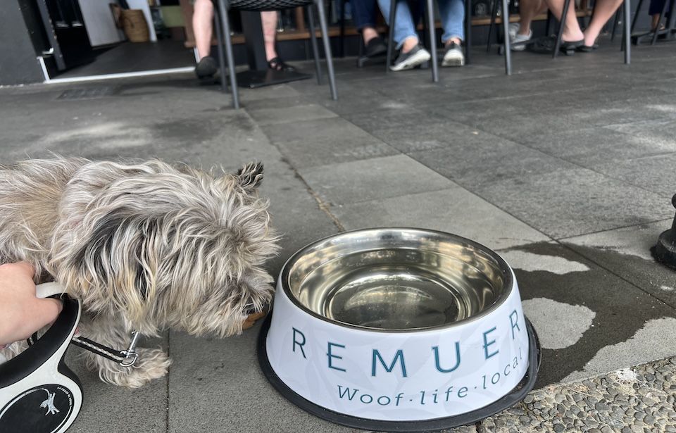Remuera community concerned over public dog bowls  