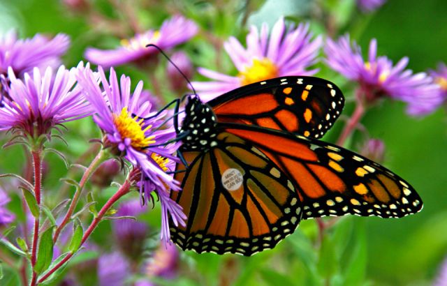 Perfect time for monarch butterfly tagging