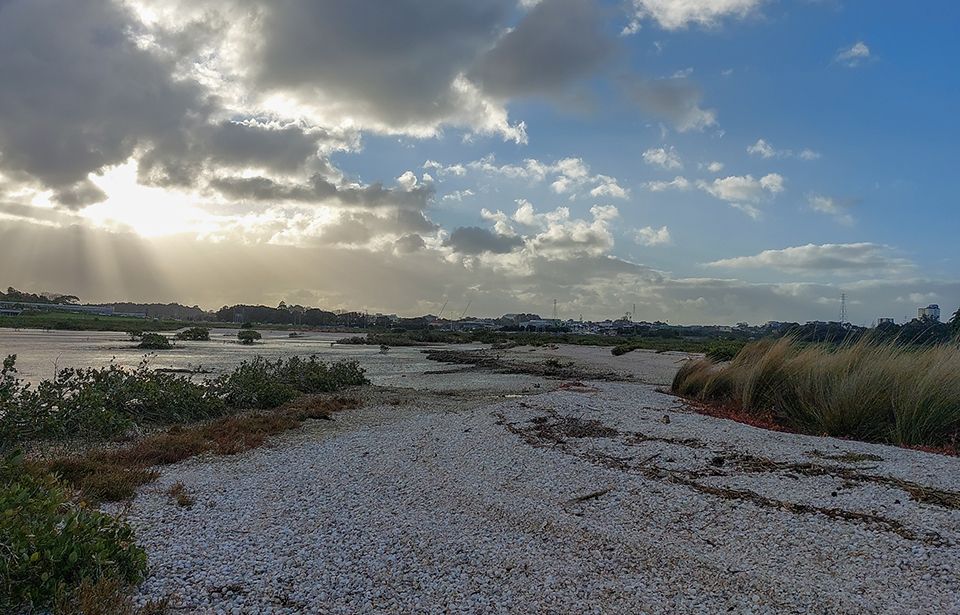 Marina's climate-change response threatens Shoal Bay birds, say conservationists