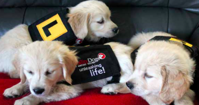 Man’s best friend - the rise of emotional support animals 