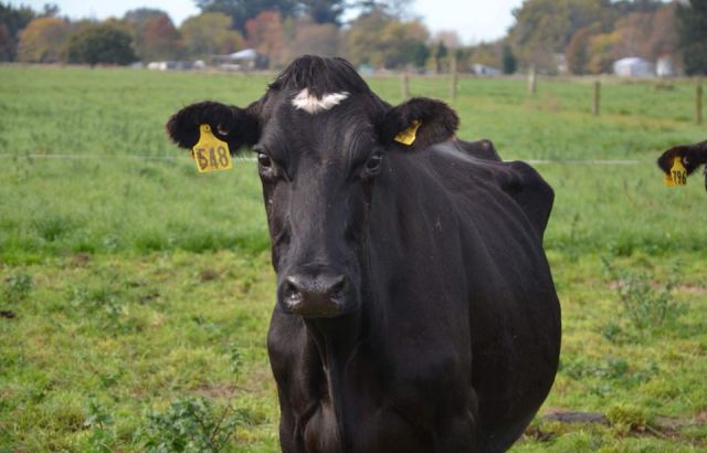 20 pregnant cows to be saved from slaughter 