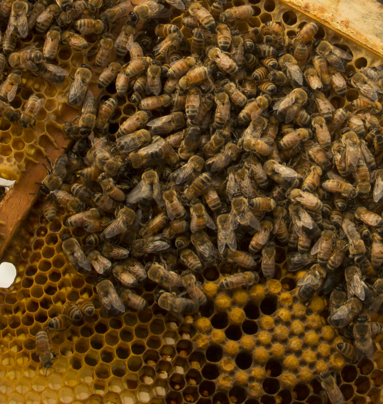 Bees in their hive
