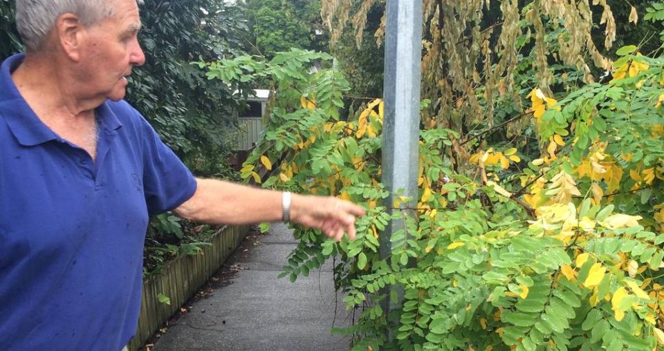 Overgrown walkways pose safety issues