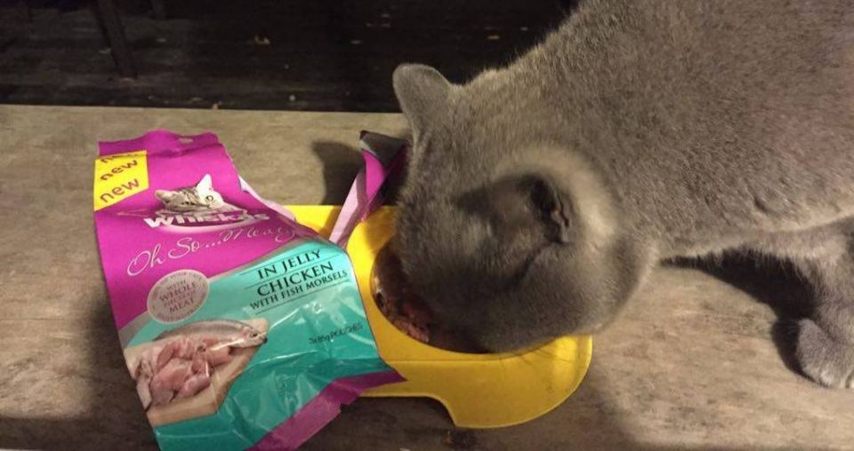Whiskas’ cat food 'sea slavery' links under scrutiny