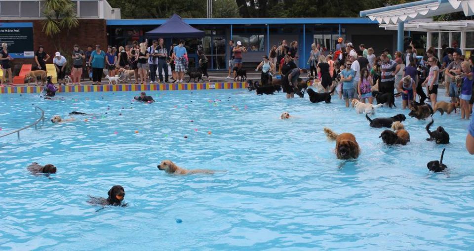 Bark in the Pool a howling success