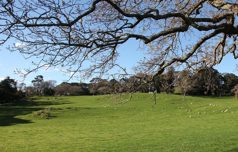 Find out which Auckland parks are agrichemical-free