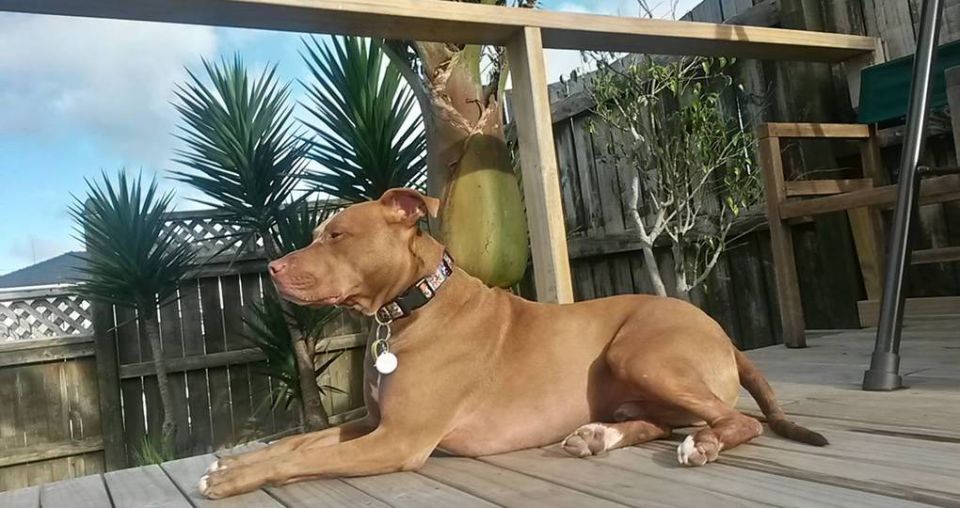 Dog attacks caused by lack of education