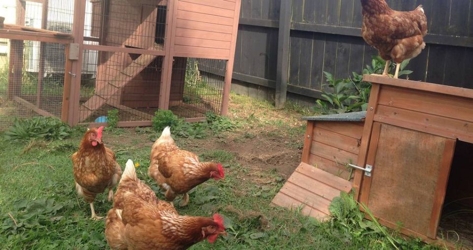 East Auckland residents in a flap over chickens