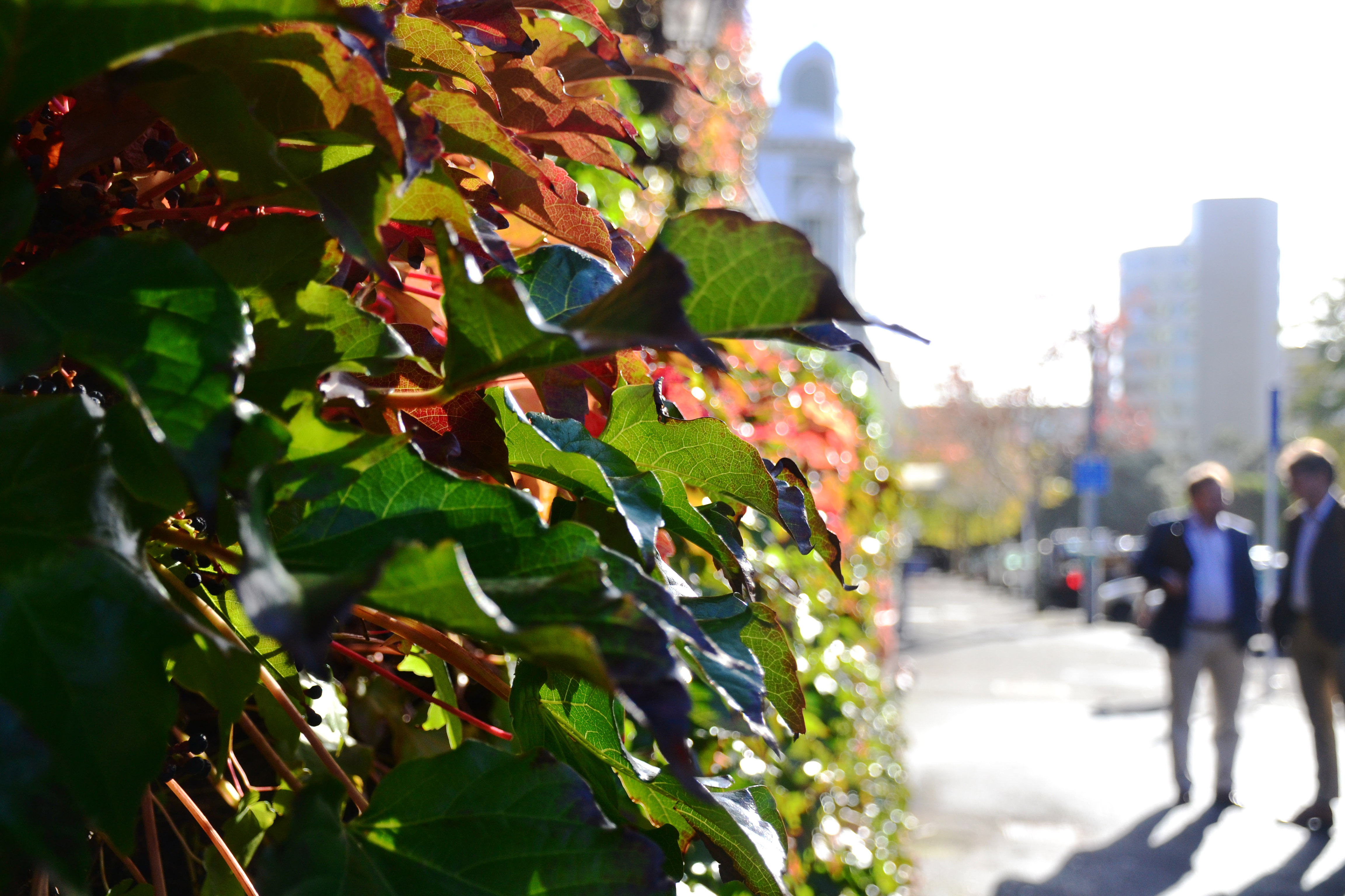 Green plant
