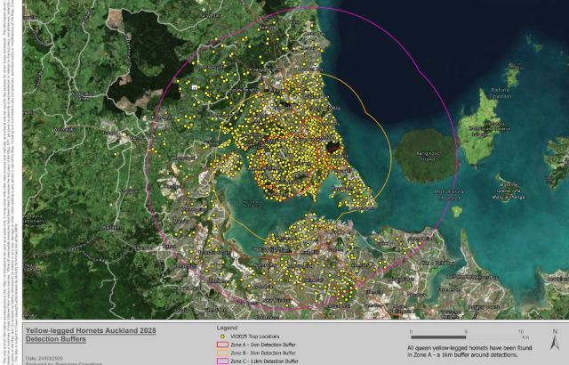 NZ brings in UK experts and AI cameras to tackle yellow-legged hornets on the North Shore