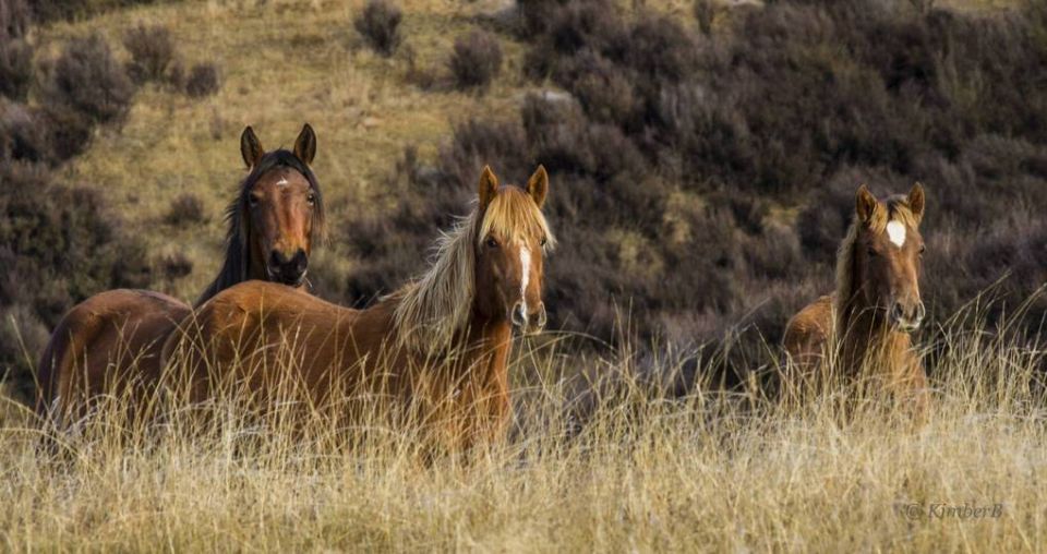 Kaimanawa horses saved from slaughter