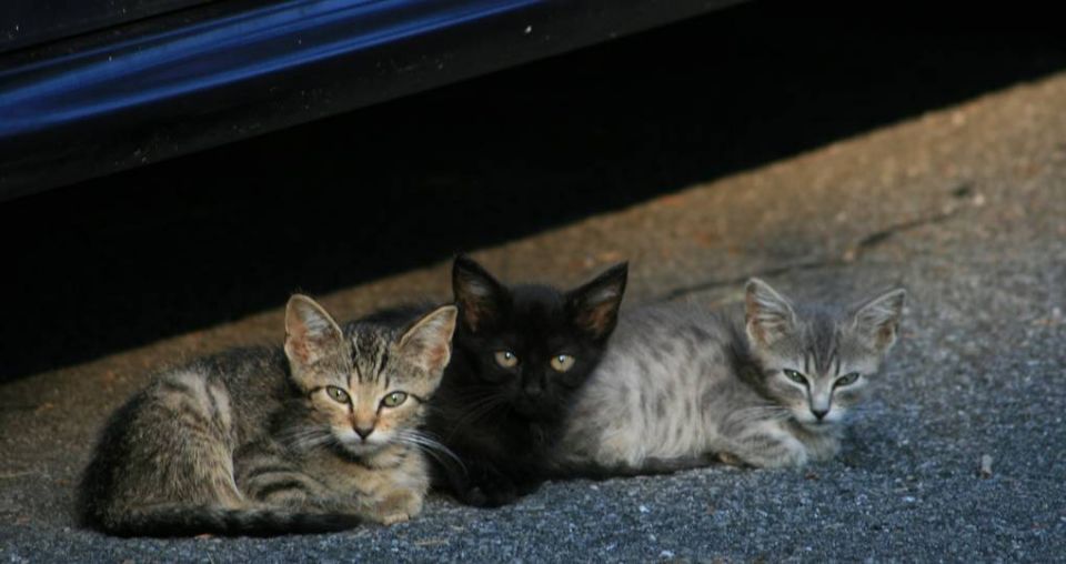 Hopes that cold weather will bring fewer kittens