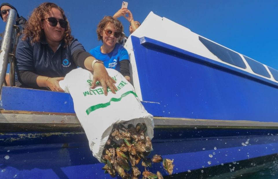 Kūtai restoration in the gulf persists despite some tough results 