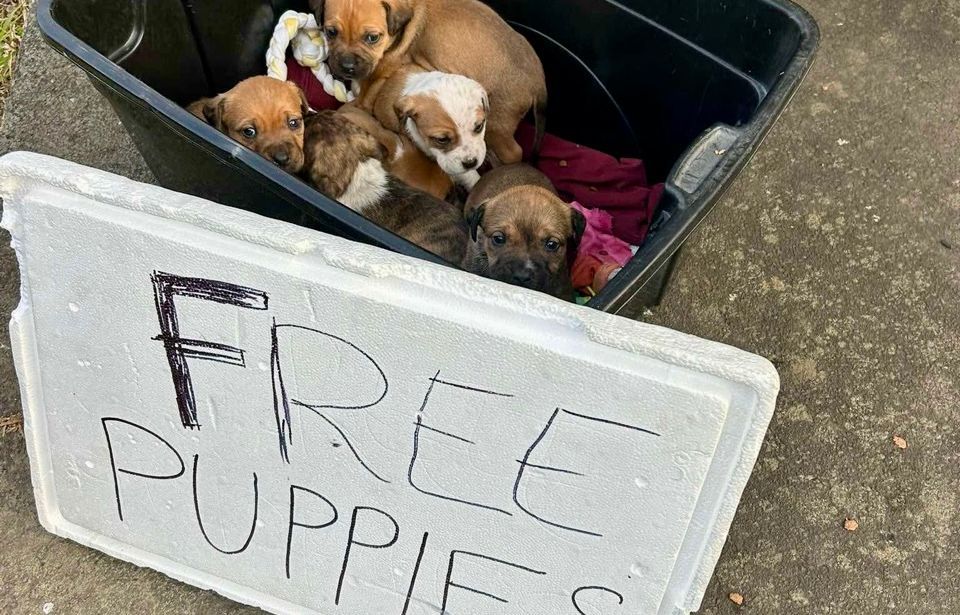 Auckland’s rescue organisations under pressure as dog surrender requests soar  