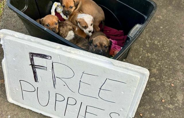 Auckland’s rescue organisation under pressure as dog surrender requests soar  